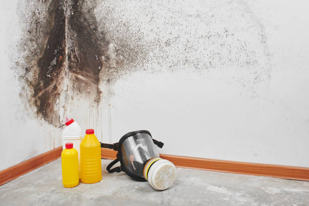 Best Mold Removal Company Near Me  in Forreston, IL