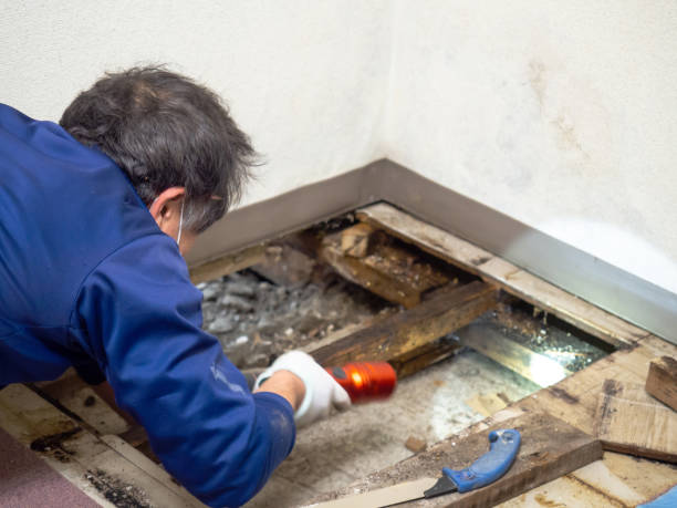 Best Emergency Mold Removal  in Forreston, IL