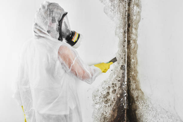 Best Fast Mold Removal  in Forreston, IL