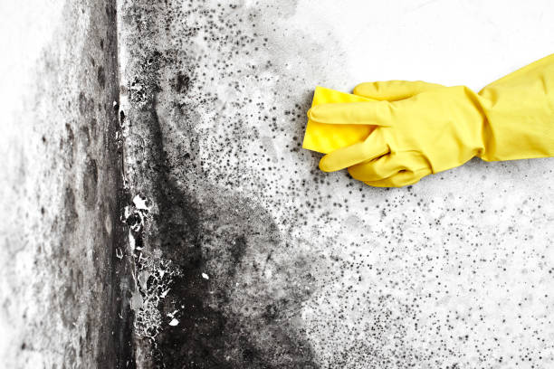 Best Residential Mold Removal  in Forreston, IL