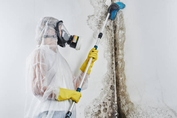 Best Mold Removal Near Me  in Forreston, IL