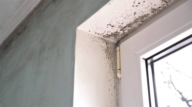 Best Local Mold Removal Service  in Forreston, IL