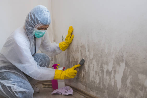 Best Mold Testing  in Forreston, IL