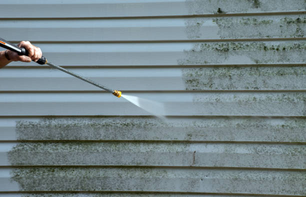 Best Mold Cleaning Services  in Forreston, IL