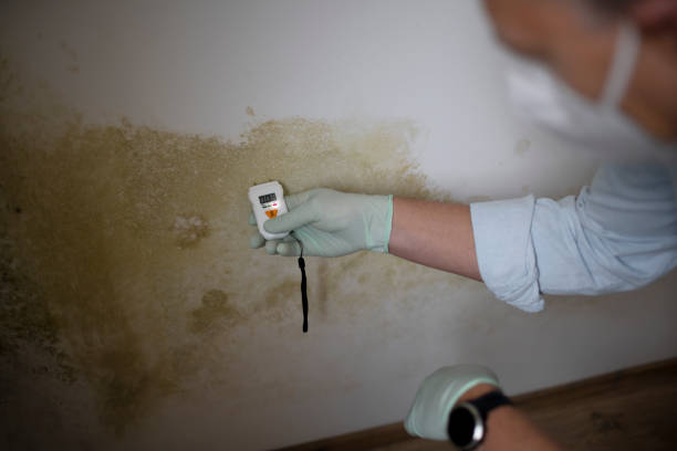 Best Black Mold Removal  in Forreston, IL
