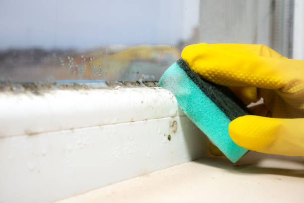 Best Commercial Mold Removal  in Forreston, IL
