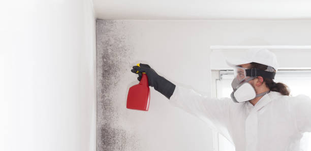 Best Local Mold Removal Service  in Forreston, IL