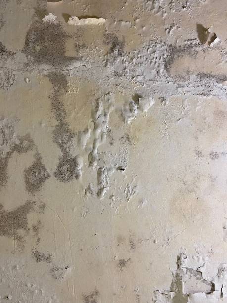 Best Mold Cleaning Services  in Forreston, IL