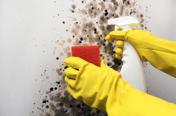 Best Home Mold Removal  in Forreston, IL