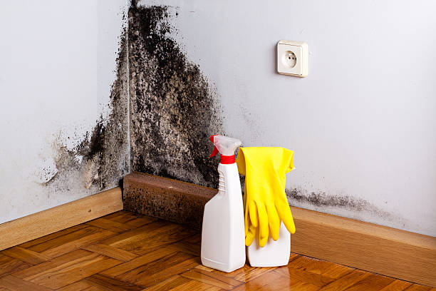 Best Office Mold Removal Services  in Forreston, IL