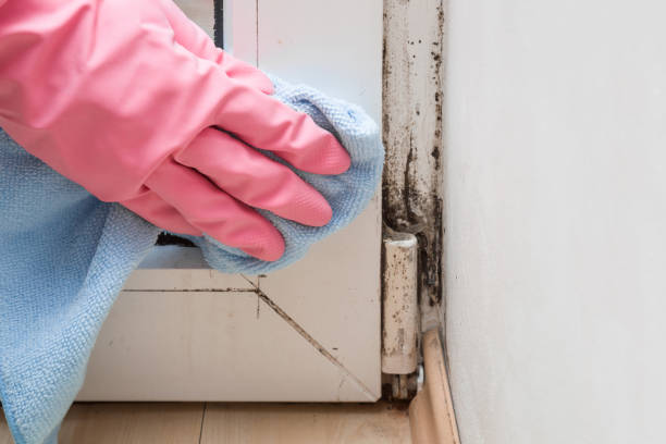 Forreston, IL Mold Removal Company