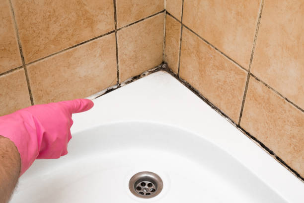 Best Mold Testing  in Forreston, IL